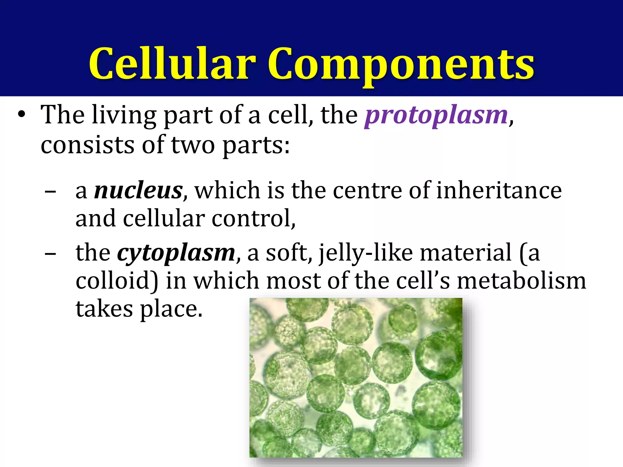 Cellular Components
• The living part of a cell, the protoplasm,
consists of two parts:
– a nucleus, which is the centre of inheritance
and cellular control,
– the cytoplasm, a soft, jelly-like material (a
colloid) in which most of the cell’s metabolism
takes place.
 