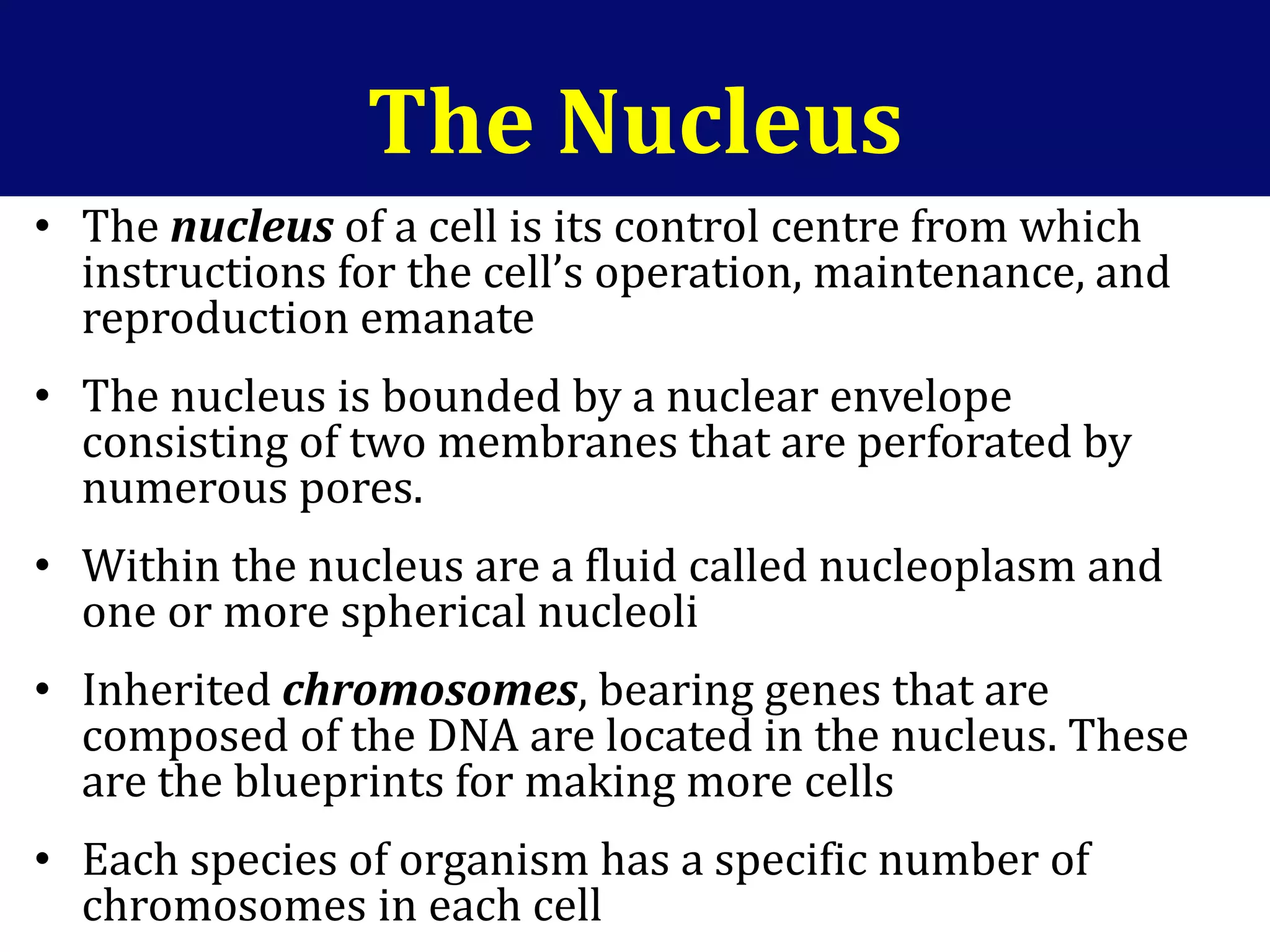 The Nucleus
• The nucleus of a cell is its control centre from which
instructions for the cell’s operation, maintenance, and
reproduction emanate
• The nucleus is bounded by a nuclear envelope
consisting of two membranes that are perforated by
numerous pores.
• Within the nucleus are a fluid called nucleoplasm and
one or more spherical nucleoli
• Inherited chromosomes, bearing genes that are
composed of the DNA are located in the nucleus. These
are the blueprints for making more cells
• Each species of organism has a specific number of
chromosomes in each cell
 