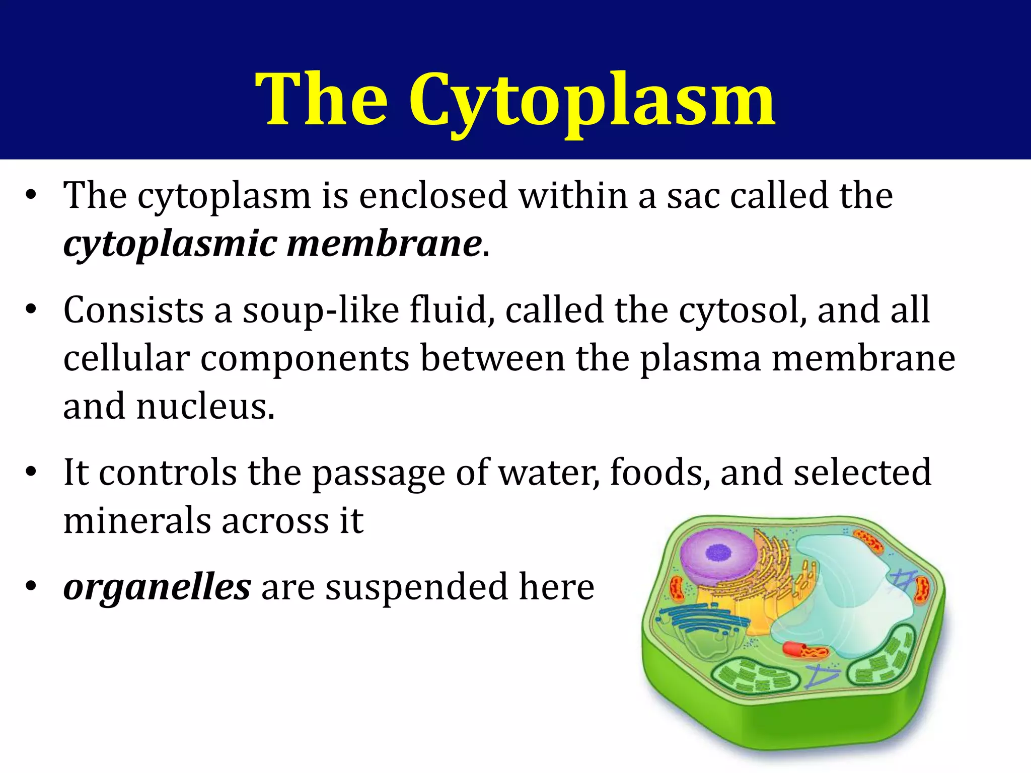 The Cytoplasm
• The cytoplasm is enclosed within a sac called the
cytoplasmic membrane.
• Consists a soup-like fluid, called the cytosol, and all
cellular components between the plasma membrane
and nucleus.
• It controls the passage of water, foods, and selected
minerals across it
• organelles are suspended here
 