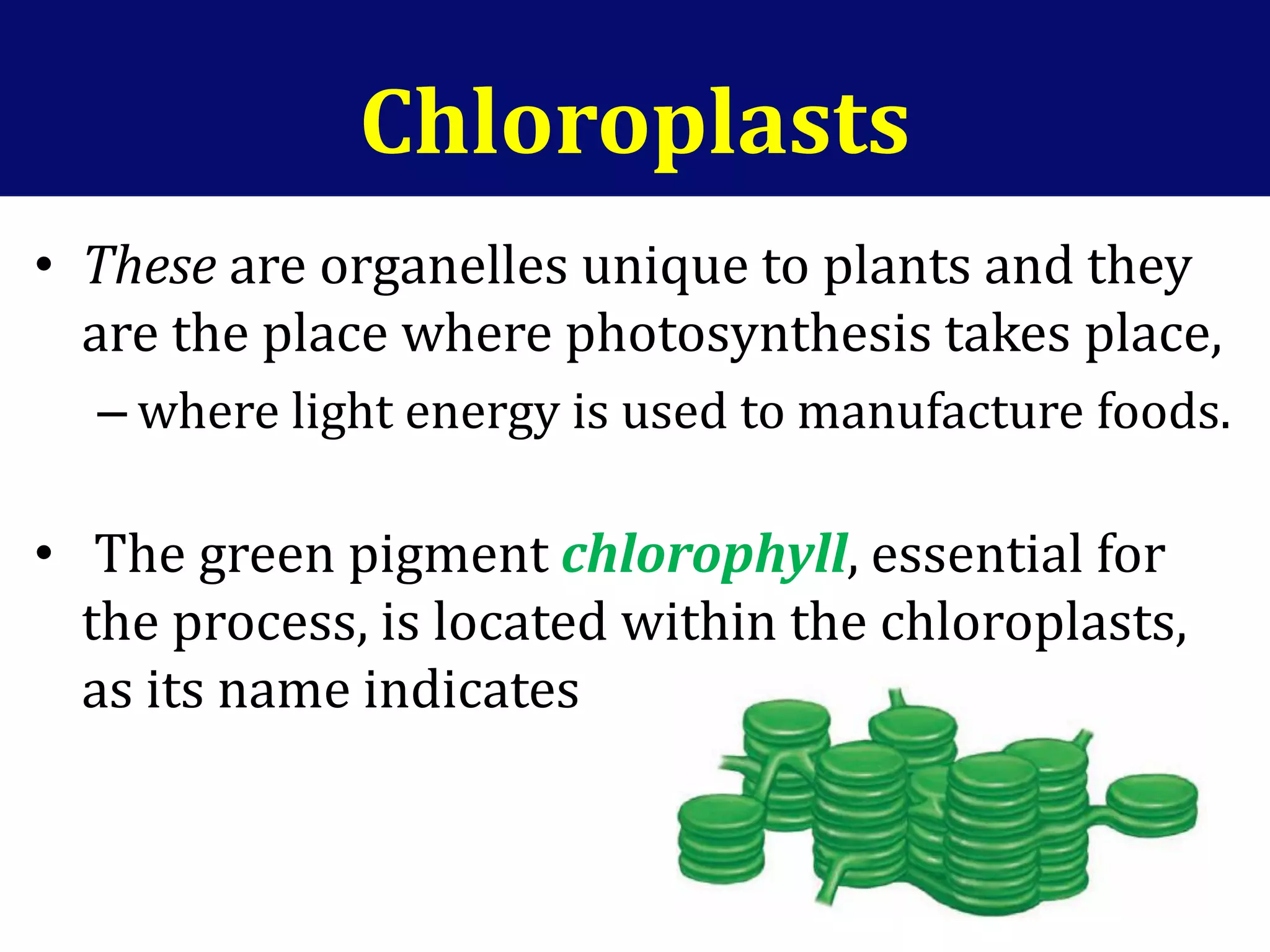 Chloroplasts
• These are organelles unique to plants and they
are the place where photosynthesis takes place,
– where light energy is used to manufacture foods.
• The green pigment chlorophyll, essential for
the process, is located within the chloroplasts,
as its name indicates
 