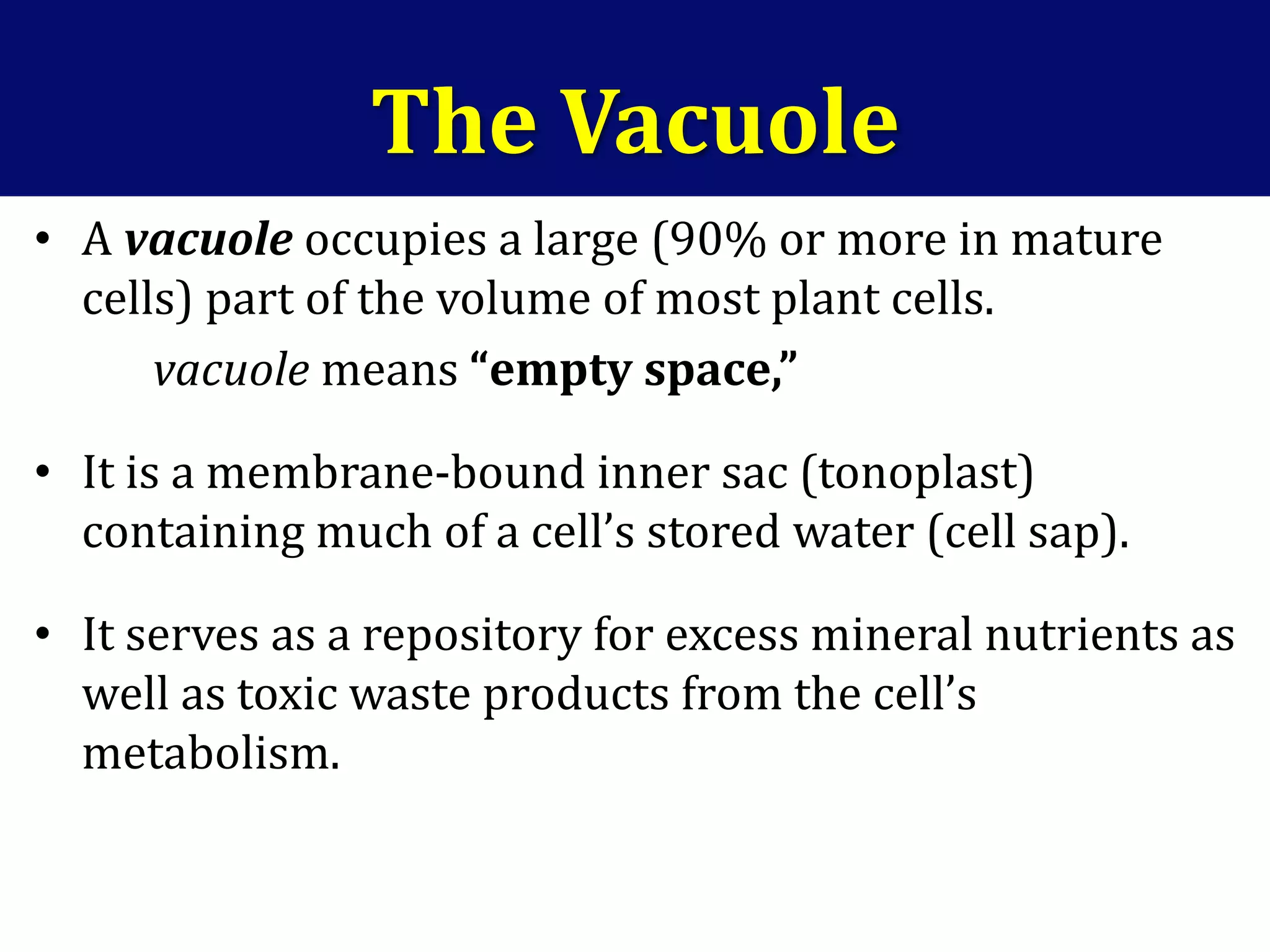 The Vacuole
• A vacuole occupies a large (90% or more in mature
cells) part of the volume of most plant cells.
vacuole means “empty space,”
• It is a membrane-bound inner sac (tonoplast)
containing much of a cell’s stored water (cell sap).
• It serves as a repository for excess mineral nutrients as
well as toxic waste products from the cell’s
metabolism.
 