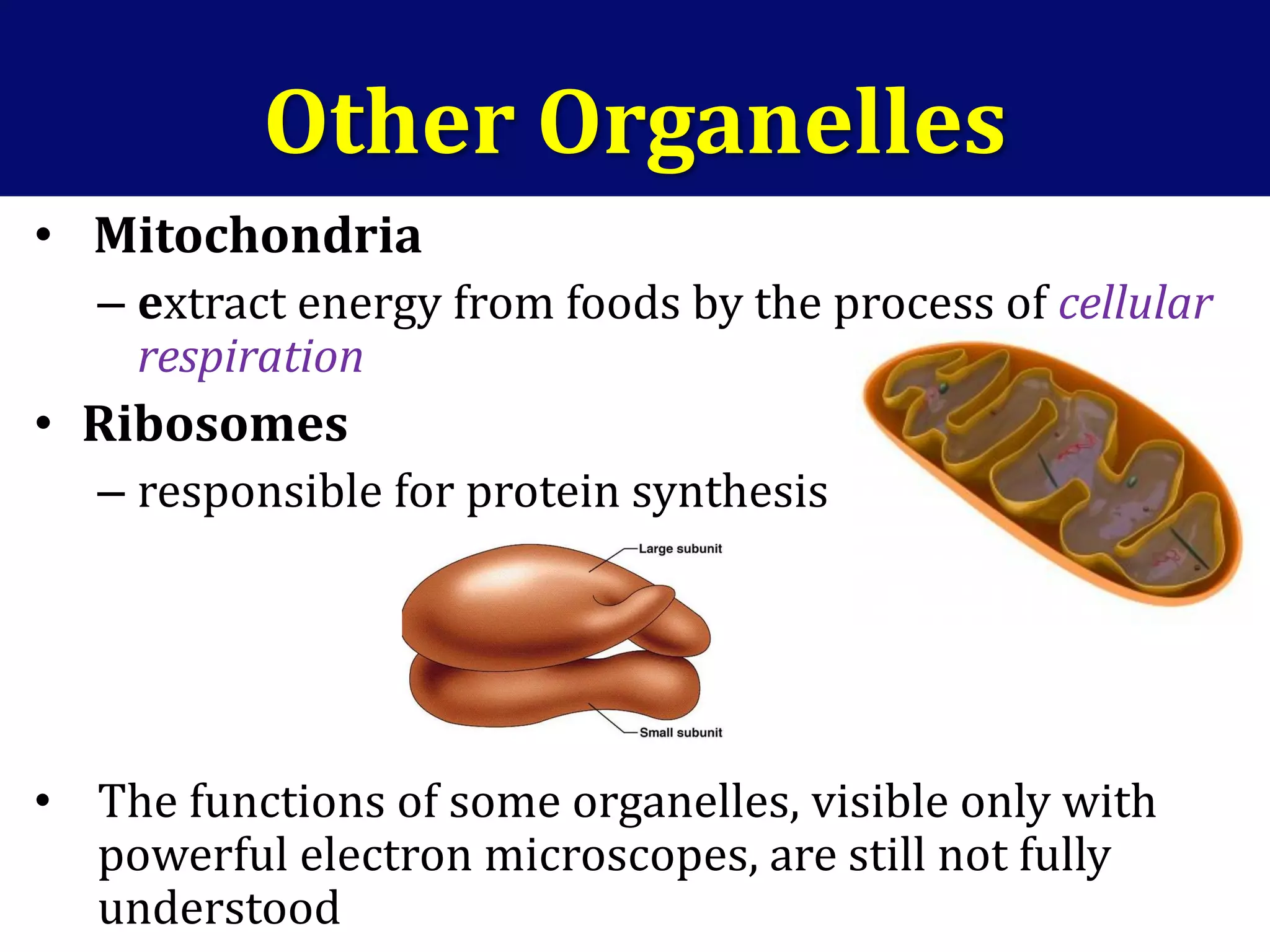 • Mitochondria
– extract energy from foods by the process of cellular
respiration
• Ribosomes
– responsible for protein synthesis
• The functions of some organelles, visible only with
powerful electron microscopes, are still not fully
understood
Other Organelles
 