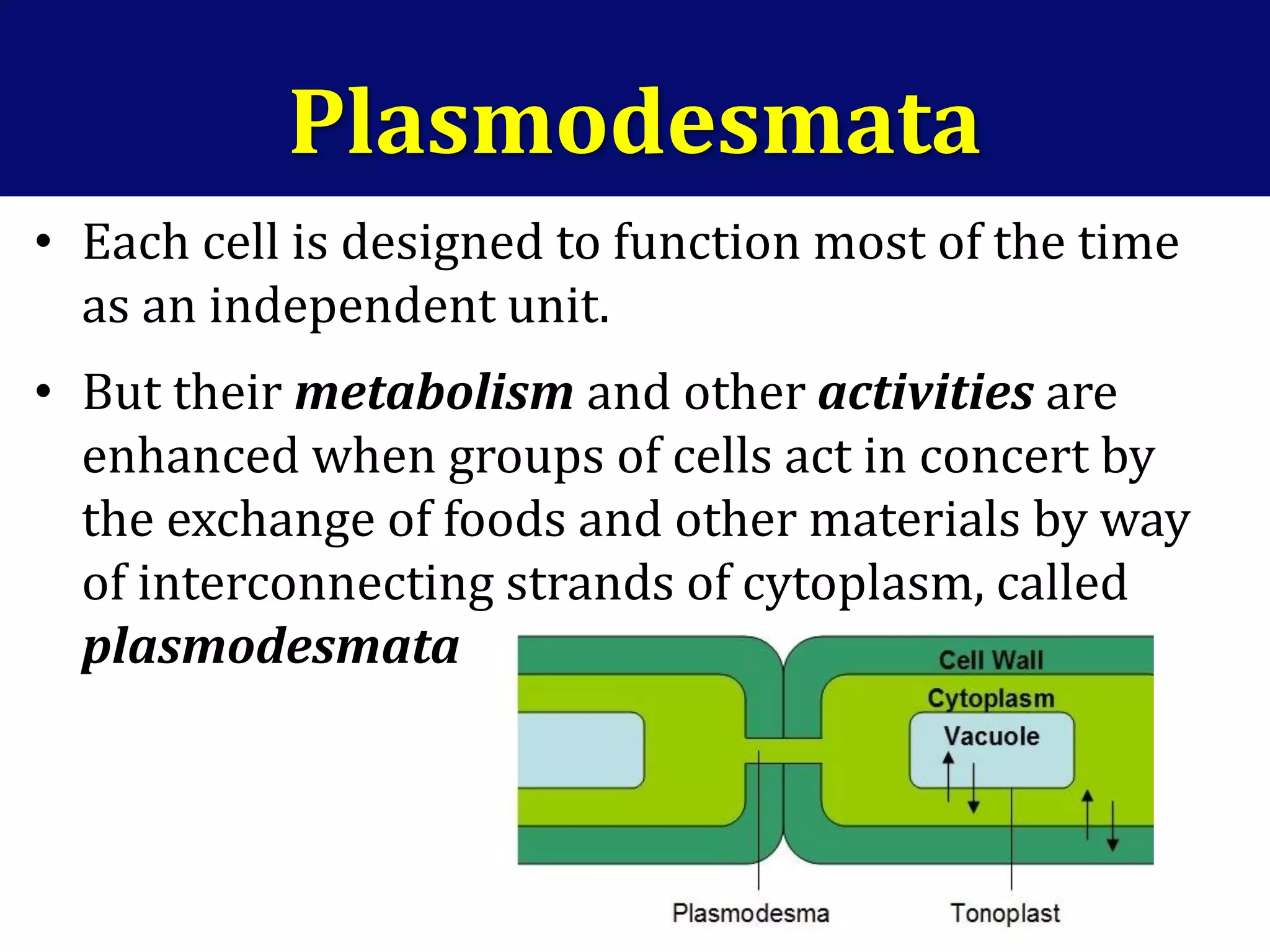 • Each cell is designed to function most of the time
as an independent unit.
• But their metabolism and other activities are
enhanced when groups of cells act in concert by
the exchange of foods and other materials by way
of interconnecting strands of cytoplasm, called
plasmodesmata
Plasmodesmata
 