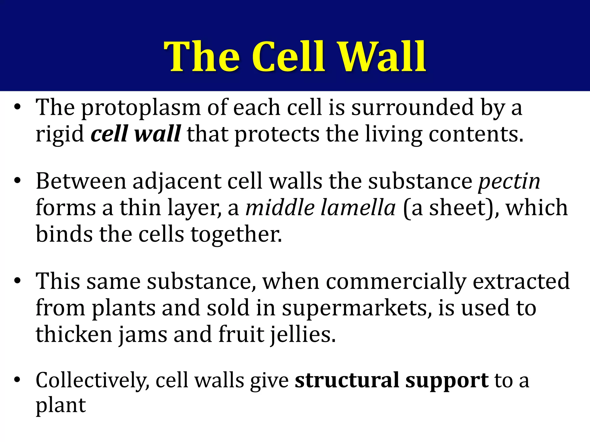 The Cell Wall
• The protoplasm of each cell is surrounded by a
rigid cell wall that protects the living contents.
• Between adjacent cell walls the substance pectin
forms a thin layer, a middle lamella (a sheet), which
binds the cells together.
• This same substance, when commercially extracted
from plants and sold in supermarkets, is used to
thicken jams and fruit jellies.
• Collectively, cell walls give structural support to a
plant
 