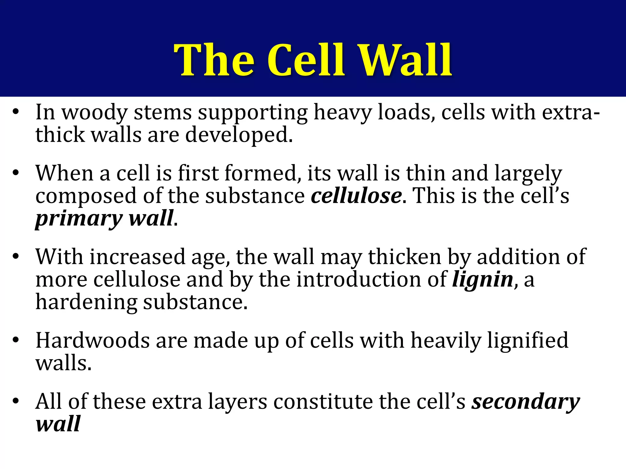 • In woody stems supporting heavy loads, cells with extra-
thick walls are developed.
• When a cell is first formed, its wall is thin and largely
composed of the substance cellulose. This is the cell’s
primary wall.
• With increased age, the wall may thicken by addition of
more cellulose and by the introduction of lignin, a
hardening substance.
• Hardwoods are made up of cells with heavily lignified
walls.
• All of these extra layers constitute the cell’s secondary
wall
The Cell Wall
 