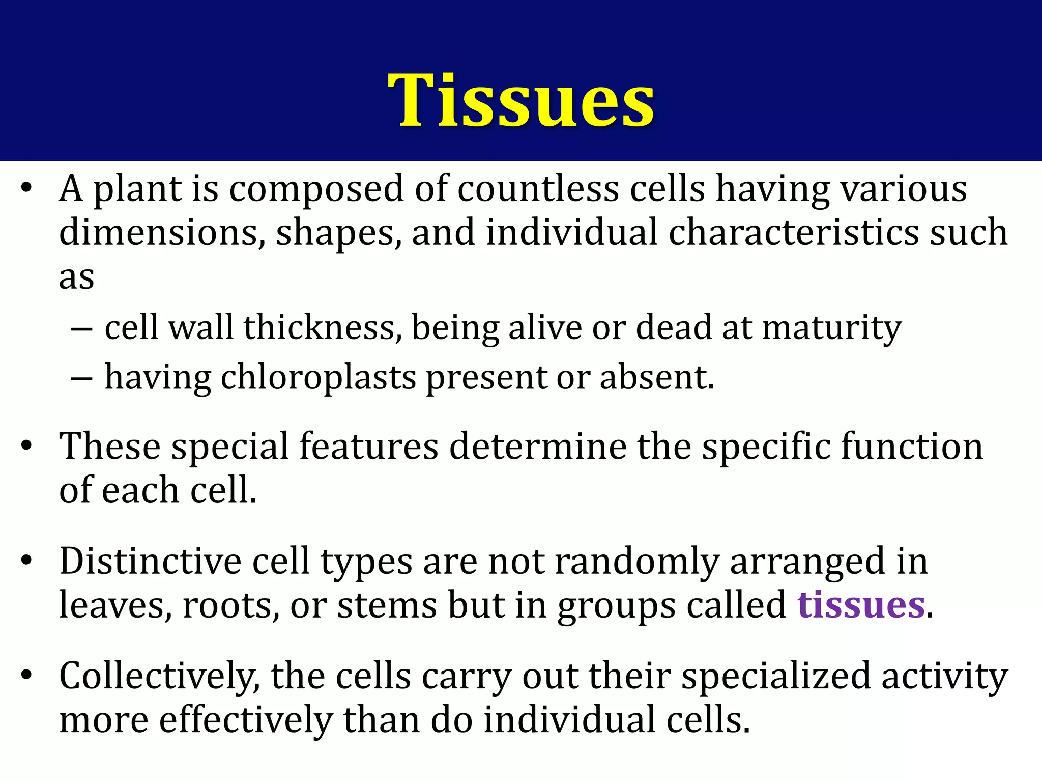 Tissues
• A plant is composed of countless cells having various
dimensions, shapes, and individual characteristics such
as
– cell wall thickness, being alive or dead at maturity
– having chloroplasts present or absent.
• These special features determine the specific function
of each cell.
• Distinctive cell types are not randomly arranged in
leaves, roots, or stems but in groups called tissues.
• Collectively, the cells carry out their specialized activity
more effectively than do individual cells.
 