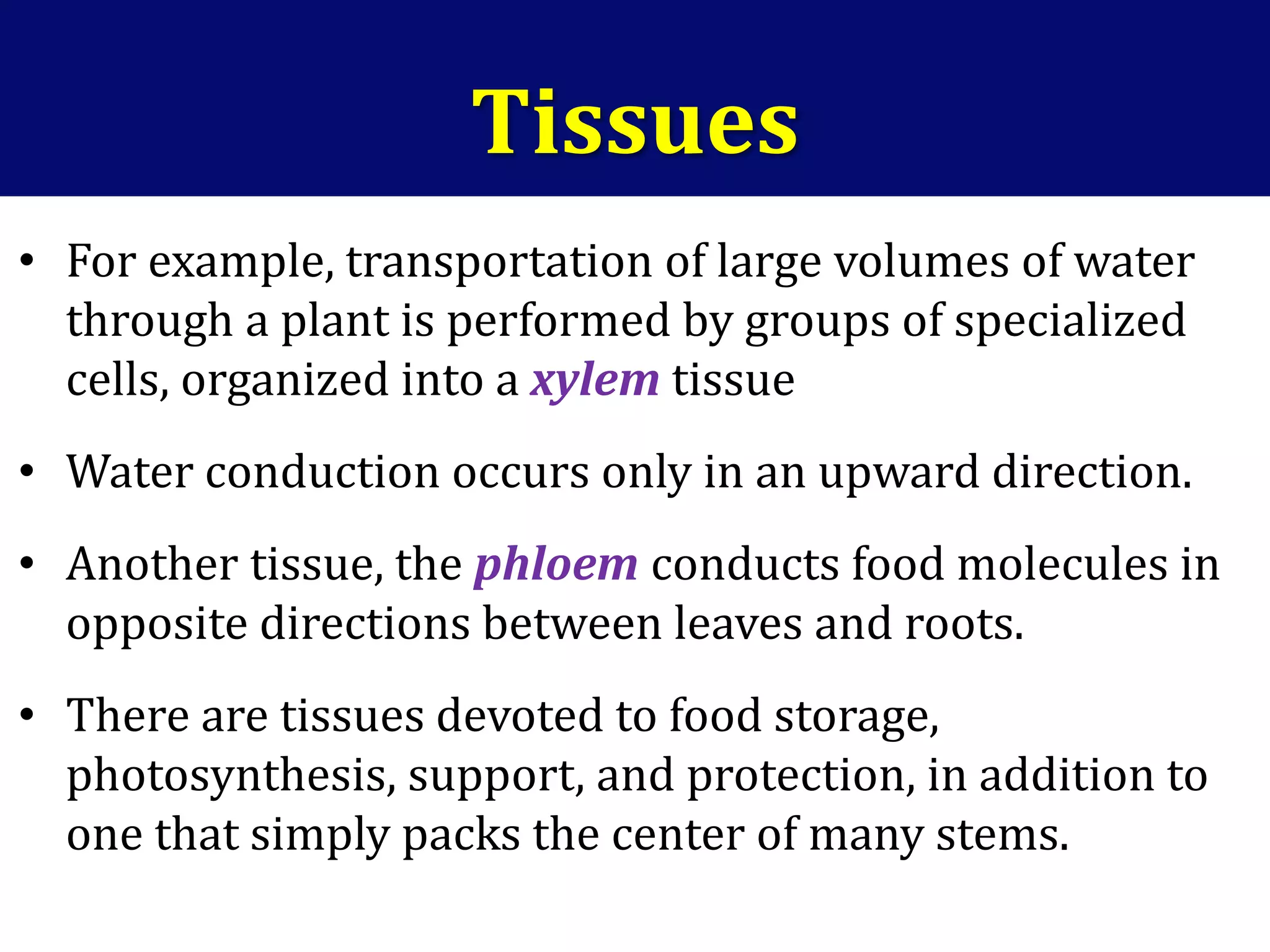 • For example, transportation of large volumes of water
through a plant is performed by groups of specialized
cells, organized into a xylem tissue
• Water conduction occurs only in an upward direction.
• Another tissue, the phloem conducts food molecules in
opposite directions between leaves and roots.
• There are tissues devoted to food storage,
photosynthesis, support, and protection, in addition to
one that simply packs the center of many stems.
Tissues
 
