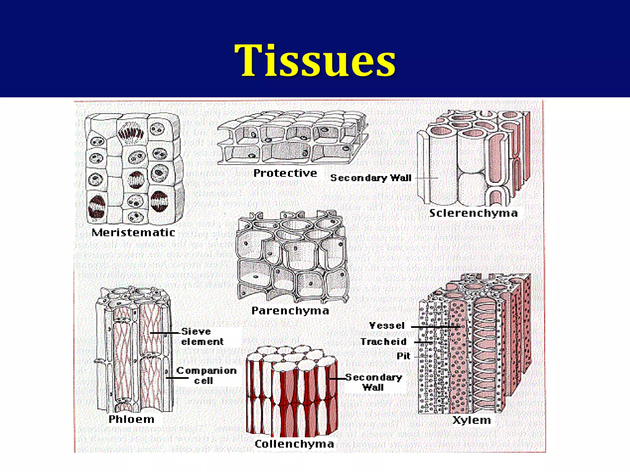 Tissues
 