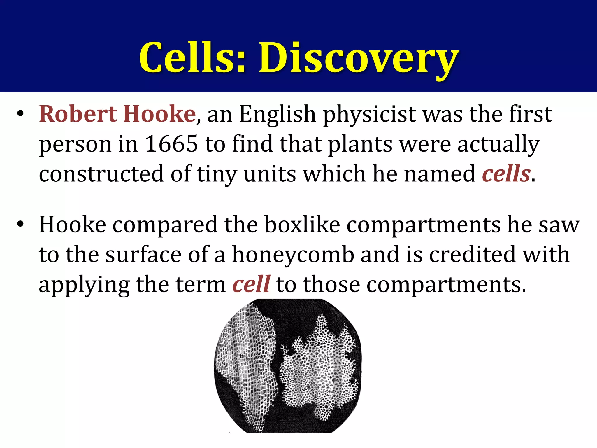 Cells: Discovery
• Robert Hooke, an English physicist was the first
person in 1665 to find that plants were actually
constructed of tiny units which he named cells.
• Hooke compared the boxlike compartments he saw
to the surface of a honeycomb and is credited with
applying the term cell to those compartments.
 