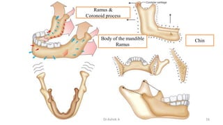 Postnatal growth of maxilla & mandible | PPTX