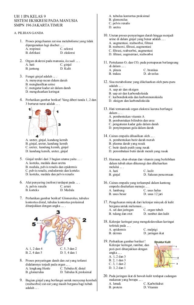 Uh1s1 Ipa92016 Sistem Ekskresi
