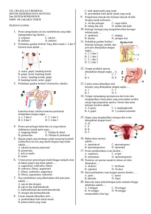 Uh1s1 Ipa92016 Sistem Ekskresi Da Reproduksi Remidial
