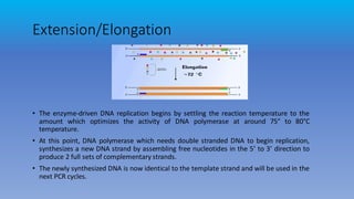 Extension/Elongation
• The enzyme-driven DNA replication begins by settling the reaction temperature to the
amount which optimizes the activity of DNA polymerase at around 75° to 80°C
temperature.
• At this point, DNA polymerase which needs double stranded DNA to begin replication,
synthesizes a new DNA strand by assembling free nucleotides in the 5’ to 3’ direction to
produce 2 full sets of complementary strands.
• The newly synthesized DNA is now identical to the template strand and will be used in the
next PCR cycles.
 