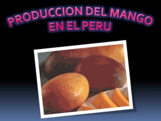PRODUCCION DEL MANGO  EN EL PERU 