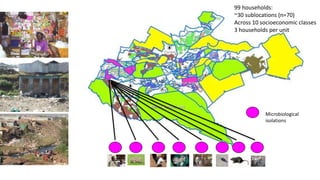 Urban perspectives on zoonotic diseases in livestock
