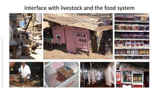 Urban perspectives on zoonotic diseases in livestock