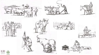 Zoonotic diseases in livestock—Mitigating risk behaviour