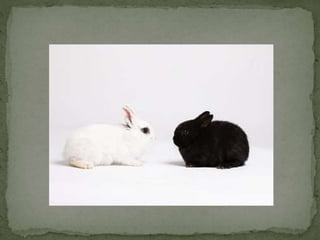 Comparatives Uia  5a 