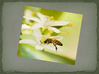 Comparatives Uia  5a 