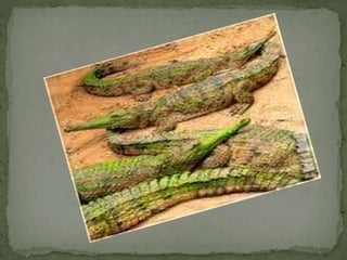 Comparatives Uia  5a 