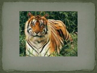 Comparatives Uia  5a 