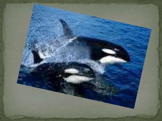 Comparatives Uia  5a 