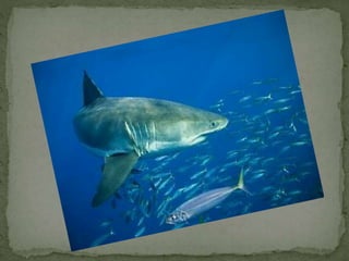 Comparatives Uia  5a 