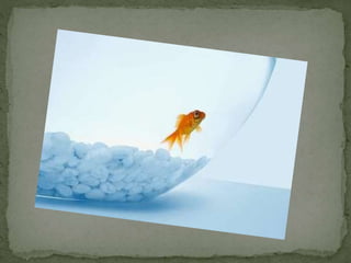 Comparatives Uia  5a 