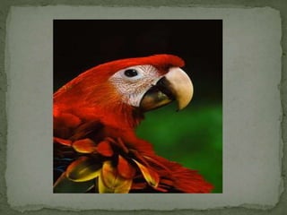 Comparatives Uia  5a 