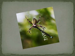 Comparatives Uia  5a 