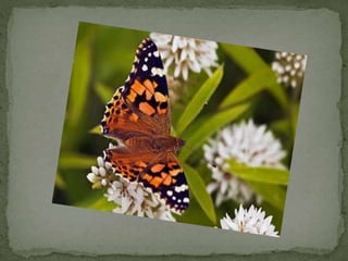 Comparatives Uia  5a 