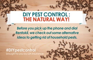 DIY Pest control :
the natural way!
#DIYpestcontrol
brought to you by UIA Insurance
Before you pick up the phone and dial
Rentokil, we check out some alternative
ideas to getting rid of household pests.
 