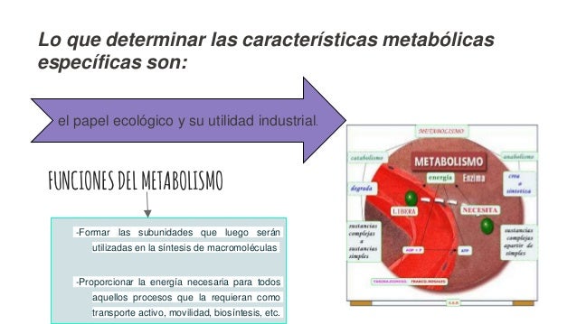 metabolismo del hierro analitica simptoms