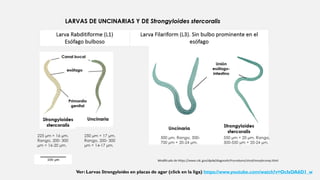 Ver: Larvas Strongyloides en placas de agar (click en la liga) https://www.youtube.com/watch?v=OcIsOA6D1_w
 