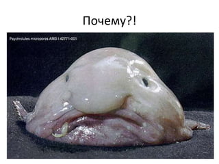 Почему?! 