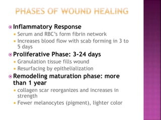  Inflammatory Response
 Serum and RBC’s form fibrin network
 Increases blood flow with scab forming in 3 to
5 days
 Proliferative Phase: 3-24 days
 Granulation tissue fills wound
 Resurfacing by epithelialization
 Remodeling maturation phase: more
than 1 year
 collagen scar reorganizes and increases in
strength
 Fewer melanocytes (pigment), lighter color
 
