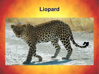 Liopard
 