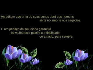 Acreditam que uma de suas penas dará aos homensAcreditam que uma de suas penas dará aos homens
sorte no amor e nos negócios.sorte no amor e nos negócios.
E um pedaço de seu ninho garantiráE um pedaço de seu ninho garantirá
às mulheres a paixão e a fidelidadeàs mulheres a paixão e a fidelidade
do amado, para sempre.do amado, para sempre.
 