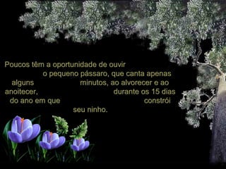 Poucos têm a oportunidade de ouvirPoucos têm a oportunidade de ouvir
o pequeno pássaro, que canta apenaso pequeno pássaro, que canta apenas
alguns minutos, ao alvorecer e aoalguns minutos, ao alvorecer e ao
anoitecer, durante os 15 diasanoitecer, durante os 15 dias
do ano em que constróido ano em que constrói
seu ninho.seu ninho.
 