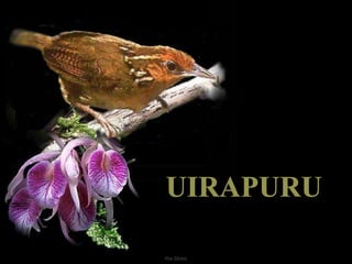 UIRAPURU 
