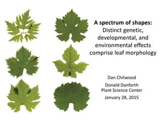 Dan Chitwood
Donald Danforth
Plant Science Center
January 28, 2015
A spectrum of shapes:
Distinct genetic,
developmental, and
environmental effects
comprise leaf morphology
 