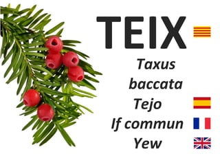 TEIX
Taxus
baccata
Tejo
If commun
Yew
 