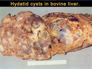 Hydatid cysts in bovine liver.
 
