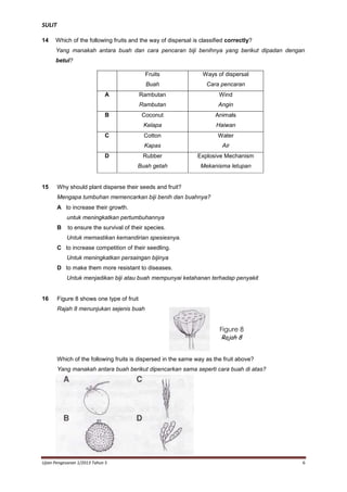 SULIT
14

Which of the following fruits and the way of dispersal is classified correctly?
Yang manakah antara buah dan cara pencaran biji benihnya yang berikut dipadan dengan
betul?
Fruits

Ways of dispersal

Buah

Cara pencaran

Rambutan

Wind

Rambutan

Angin

Coconut

Animals

Kelapa

Haiwan

Cotton

Water

Kapas

Air

Rubber

Explosive Mechanism

Buah getah

Mekanisma letupan

A

B

C

D

15

Why should plant disperse their seeds and fruit?
Mengapa tumbuhan memencarkan biji benih dan buahnya?
A to increase their growth.
untuk meningkatkan pertumbuhannya
B

to ensure the survival of their species.
Untuk memastikan kemandirian spesiesnya.

C to increase competition of their seedling.
Untuk meningkatkan persaingan bijinya
D to make them more resistant to diseases.
Untuk menjadikan biji atau buah mempunyai ketahanan terhadap penyakit

16

Figure 8 shows one type of fruit
Rajah 8 menunjukan sejenis buah

Figure 8
Rajah 8
Which of the following fruits is dispersed in the same way as the fruit above?
Yang manakah antara buah berikut dipencarkan sama seperti cara buah di atas?

Ujian Pengesanan 1/2013 Tahun 5

6

 