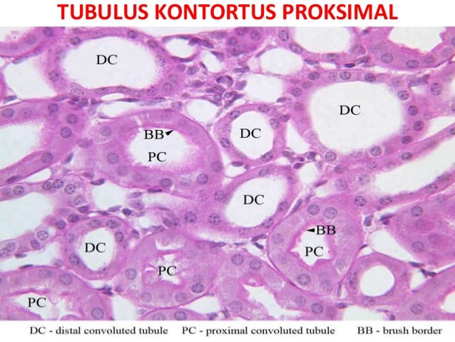 Histologi Ginjal 2015