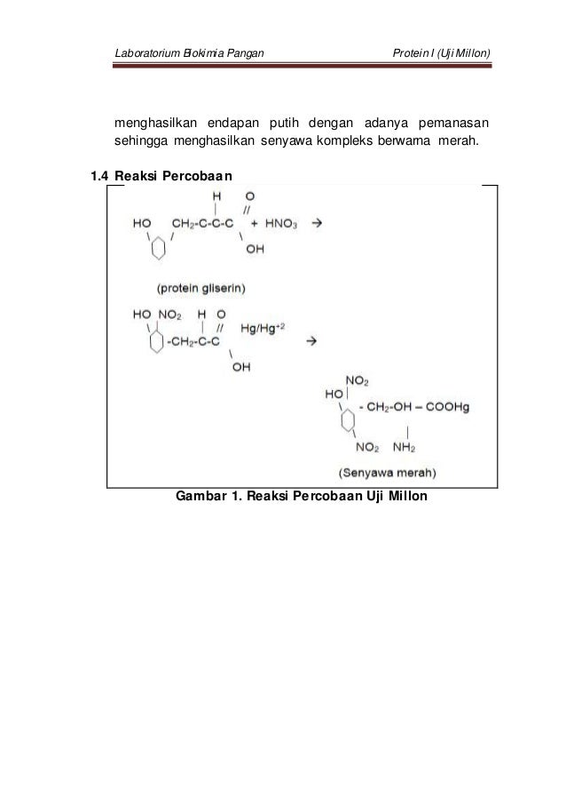 Laporan Praktikum Biokimia Protein Uji Millon