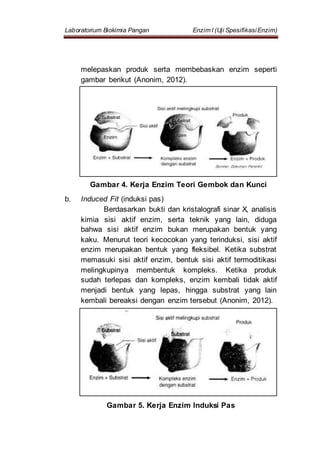 Laboratorium Biokimia Pangan Enzim I (Uji SpesifikasiEnzim)
melepaskan produk serta membebaskan enzim seperti
gambar berikut (Anonim, 2012).
Gambar 4. Kerja Enzim Teori Gembok dan Kunci
b. Induced Fit (induksi pas)
Berdasarkan bukti dan kristalografi sinar X, analisis
kimia sisi aktif enzim, serta teknik yang lain, diduga
bahwa sisi aktif enzim bukan merupakan bentuk yang
kaku. Menurut teori kecocokan yang terinduksi, sisi aktif
enzim merupakan bentuk yang fleksibel. Ketika substrat
memasuki sisi aktif enzim, bentuk sisi aktif termoditikasi
melingkupinya membentuk kompleks. Ketika produk
sudah terlepas dan kompleks, enzirn kembali tidak aktif
menjadi bentuk yang lepas, hingga substrat yang lain
kembali bereaksi dengan enzim tersebut (Anonim, 2012).
Gambar 5. Kerja Enzim Induksi Pas
 