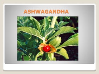 ASHWAGANDHA
 