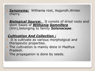  Synonyms: Withania root, Asgandh,Winter
cherry.
 Biological Source: It consits of dried roots and
stem bases of Withania Somnifera
(linn),belonging to family Solanaceae.
Cultivation And Collection :
 It is cultivate as various morpholgical and
therapeutic properties.
 The cultivation is mainly done in Madhya
Pradesh.
 The propagation is done by seeds.
 