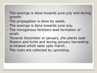  The sowings is done towards june-july and during
growth.
 The propagation is done by seeds.
 The sowings is done towards june-july.
 The nitrogenous fertilzers lead formation of
small.
 Towards December or january ,the plants bear
flowers and furits and during january harvesting
is intiated which lasts upto march.
 The roots are collected by uprooting.
 